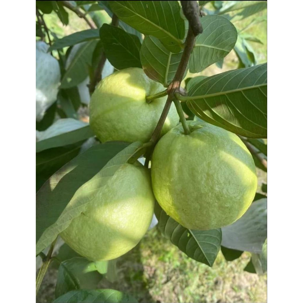

Jambu Kristal