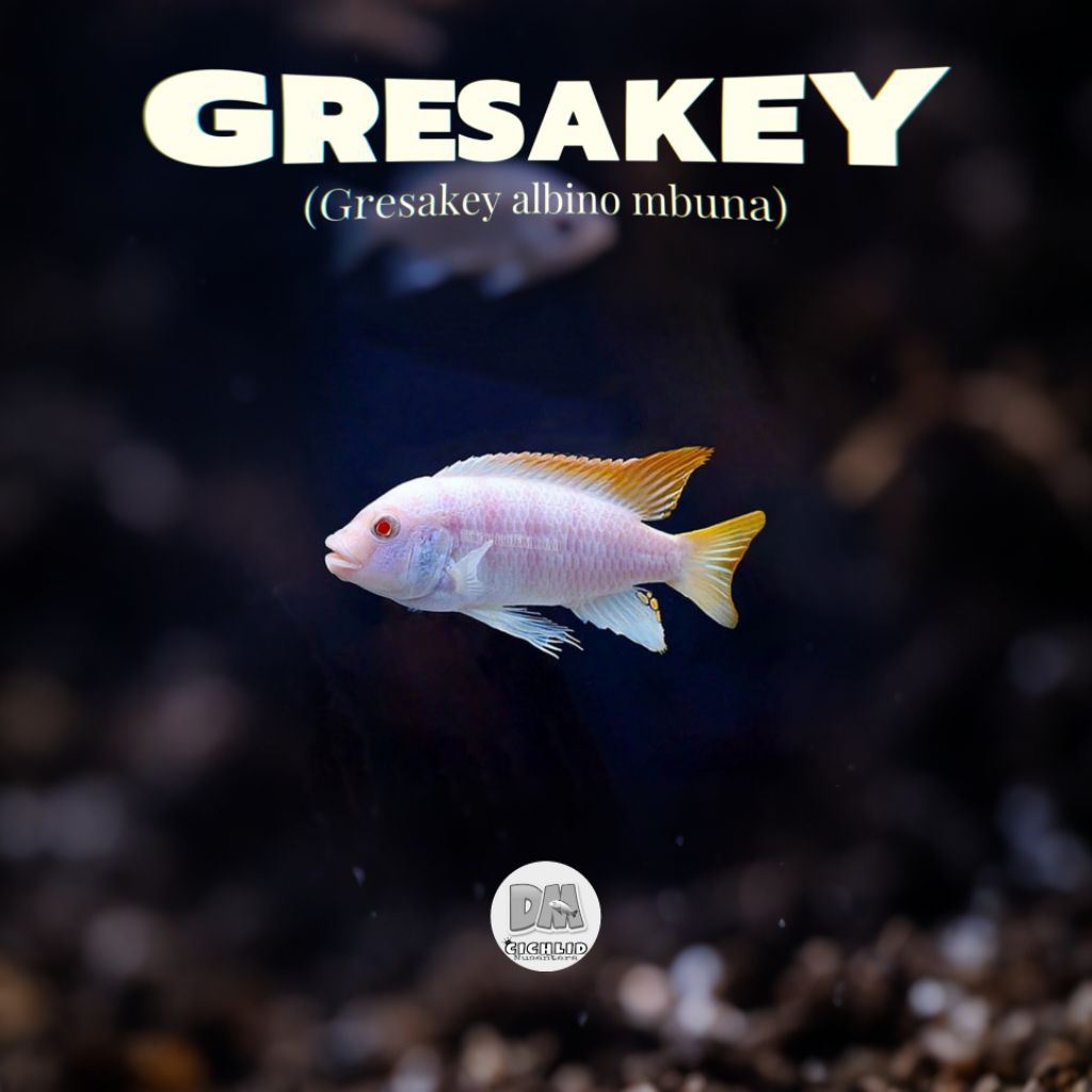 gresakey albno mbuna