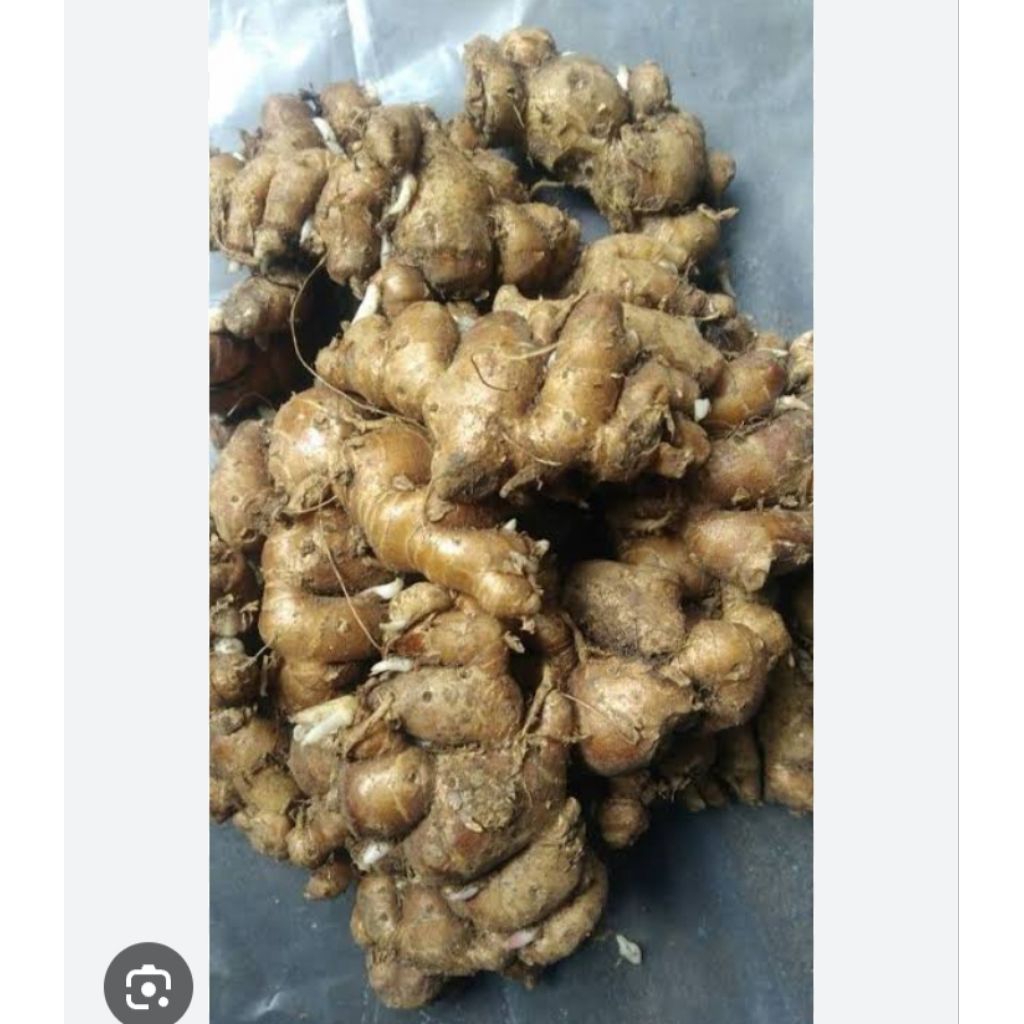 

kencur segar 1kg