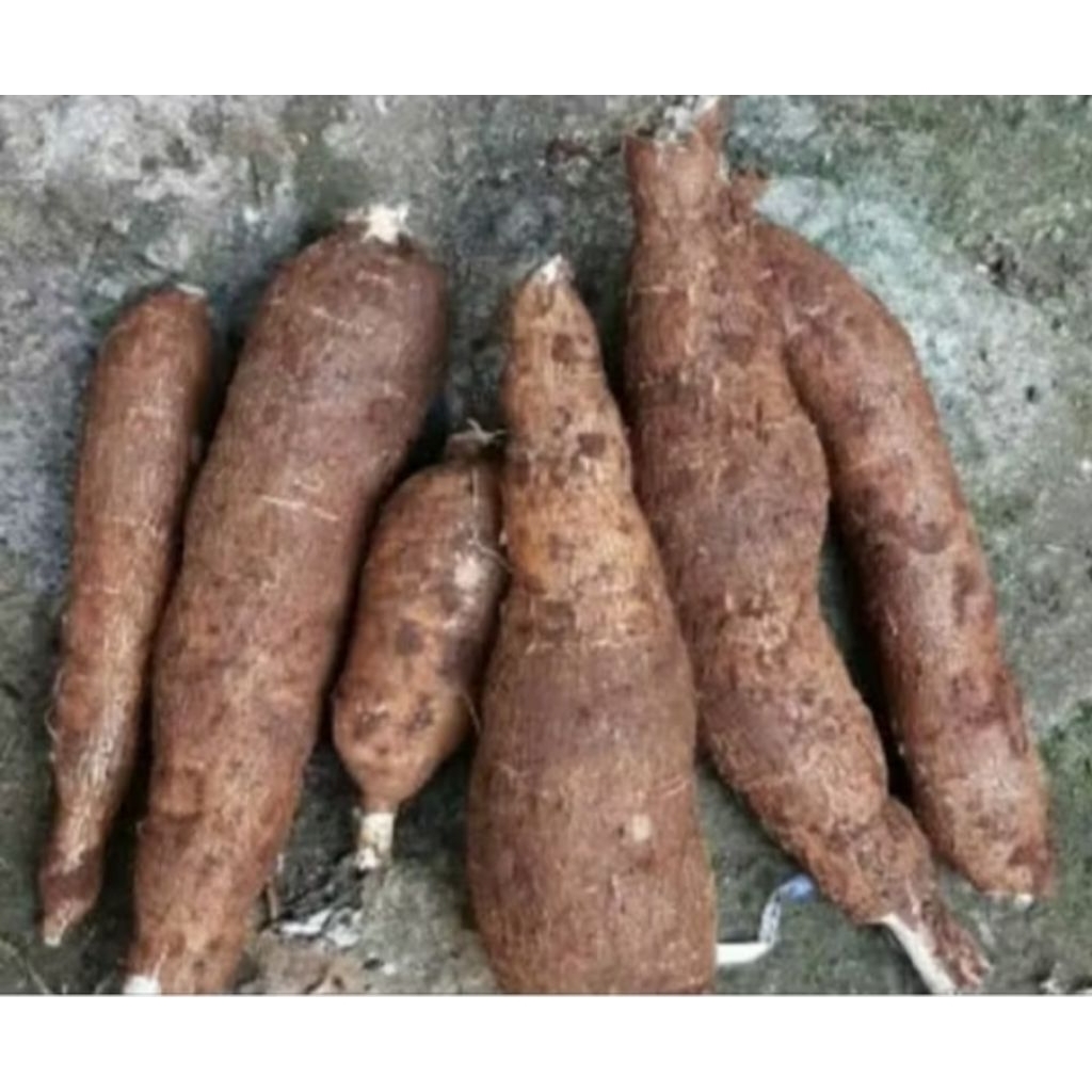 

UBI SINGKONG UNGGULAN /1KG