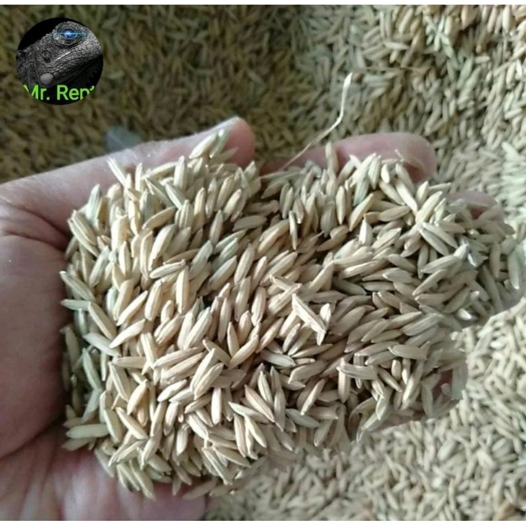 Gabah Padi Super, pakan Ayam, Burung, Hamster, dsb