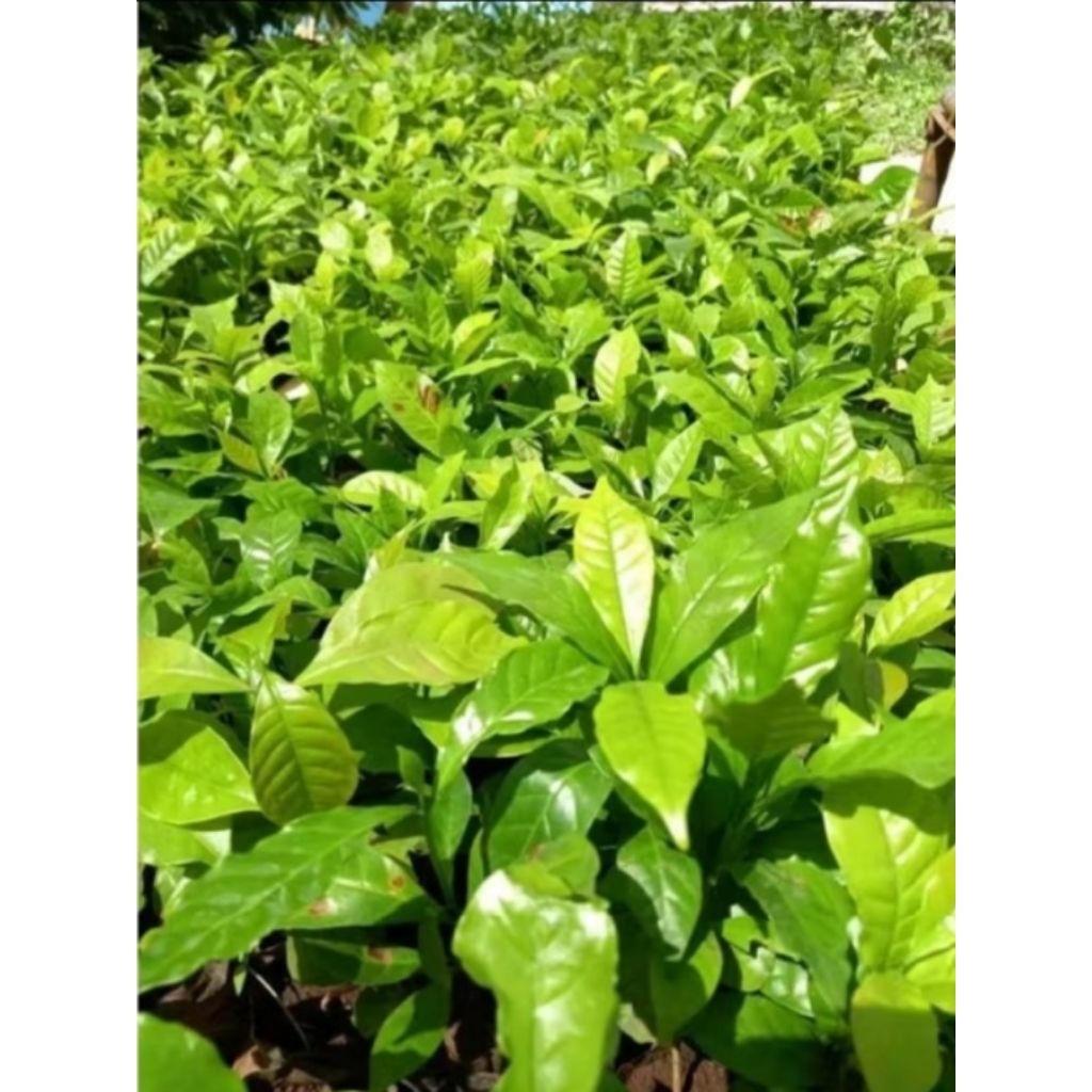 15 bibit kopi arabika/ cabutan kopi arabika