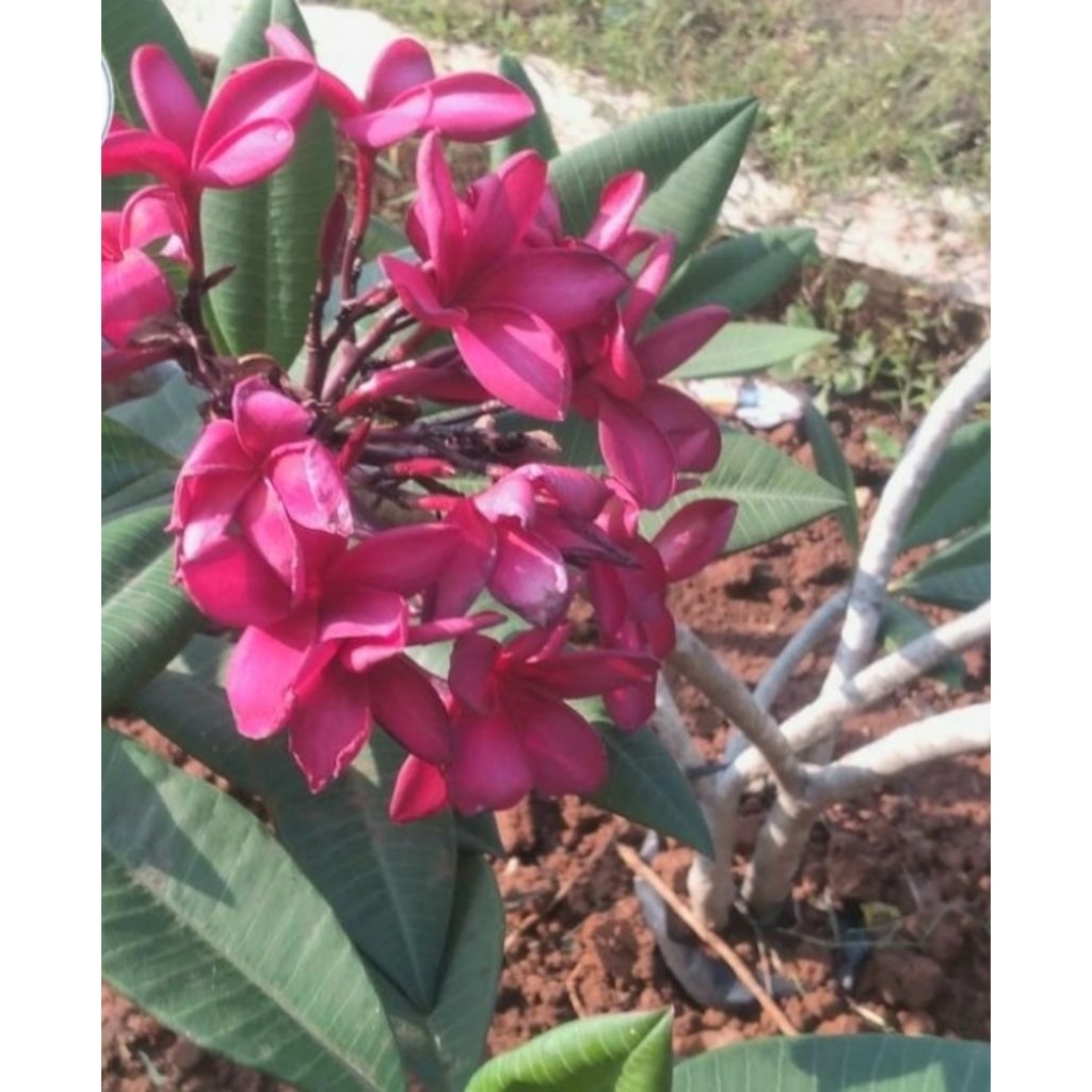 pohon kamboja bunga merah fanta tanaman sudah siap tanam