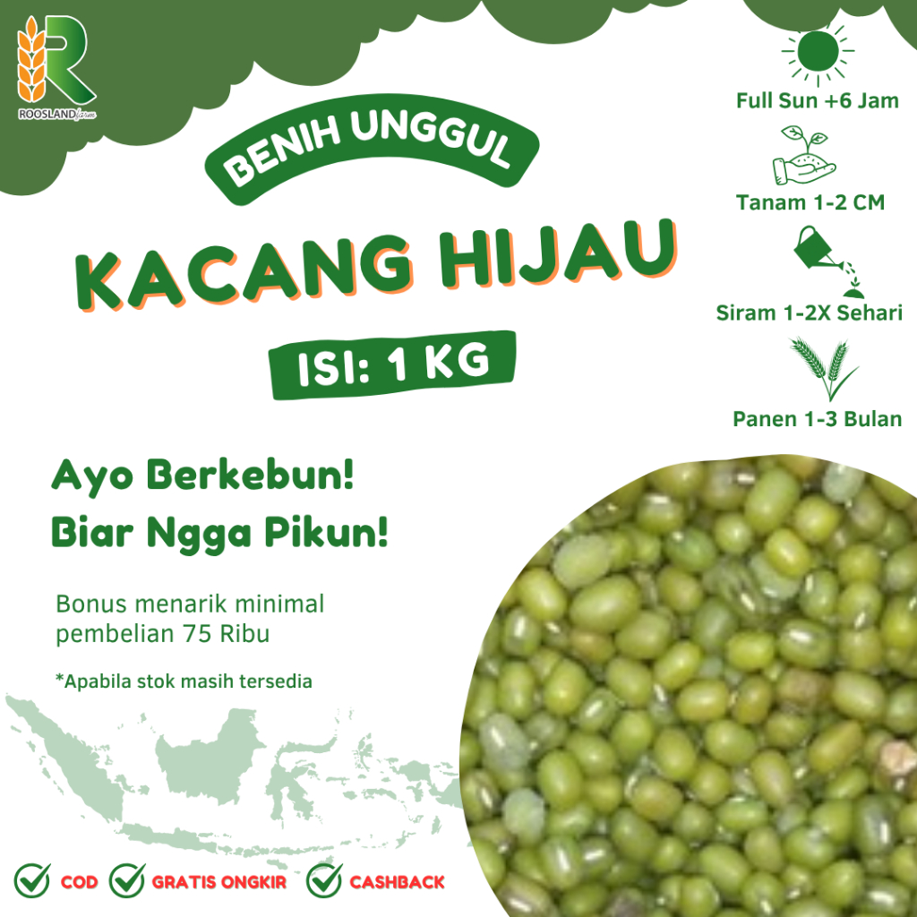 (1 KG) BENIH KACANG HIJAU BIJI BESAR LOKAL KUALITAS UNGGULAN