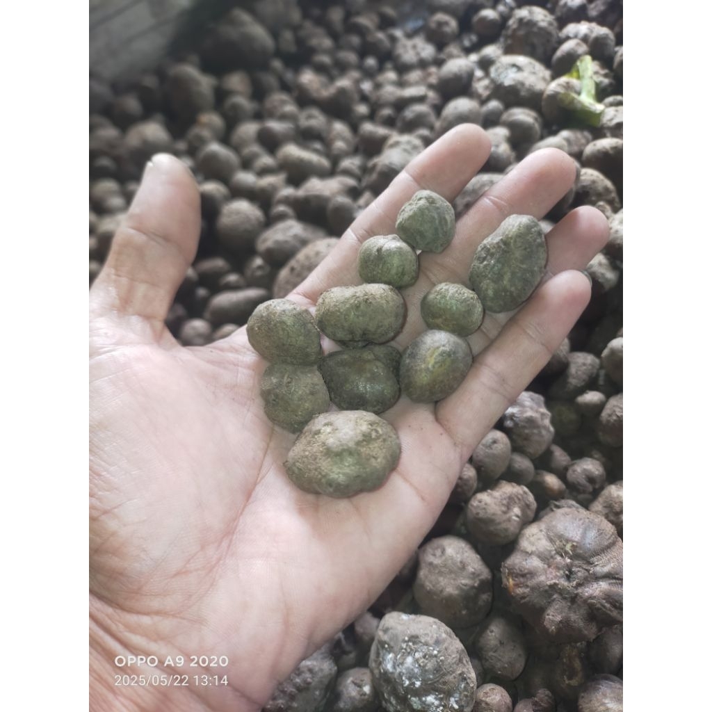 50pcs bibit Porang katak mini