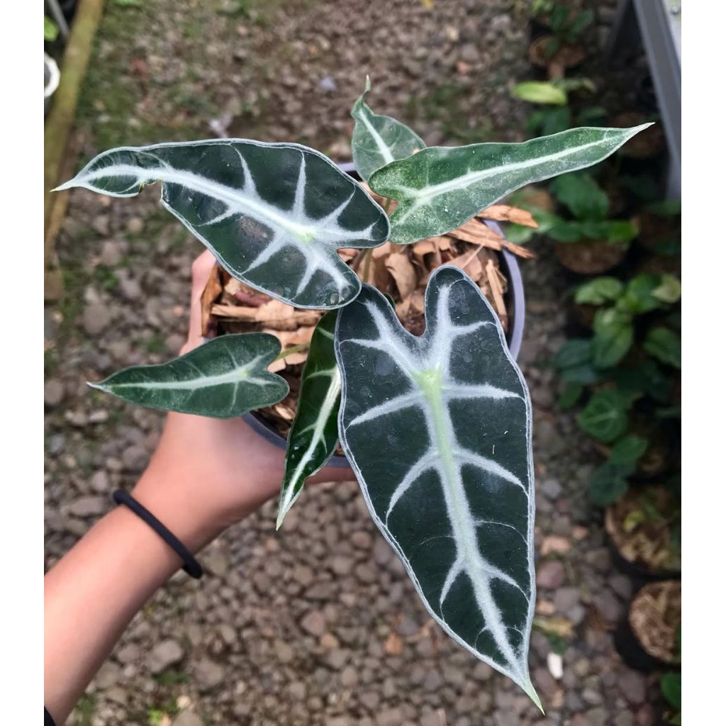 Alocasia Bambino / Alovasia Bambino
