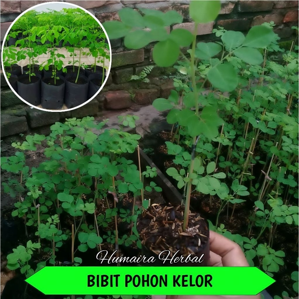BIBIT KELOR Super Siap Tanam Pohon Daun Kelor Tanaman Herbal