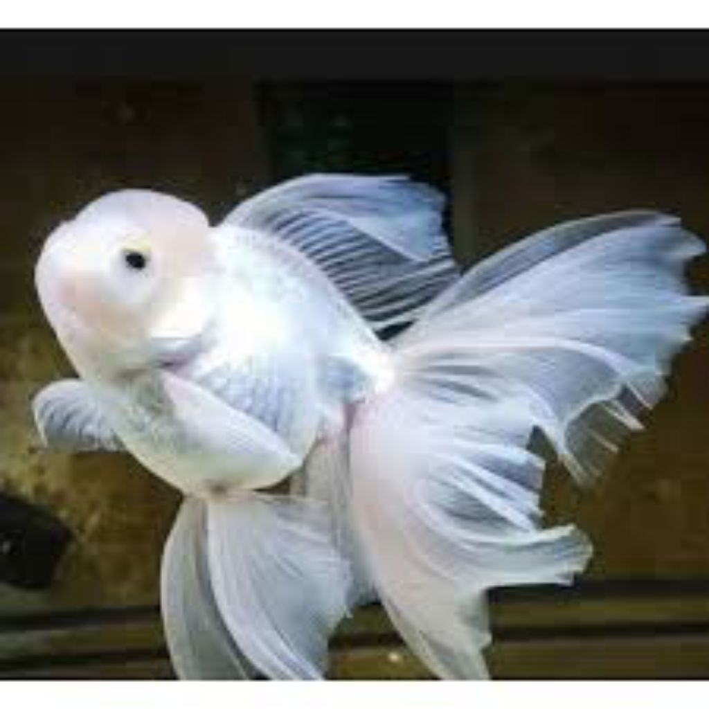 koki Oranda putih hiasan aquarium