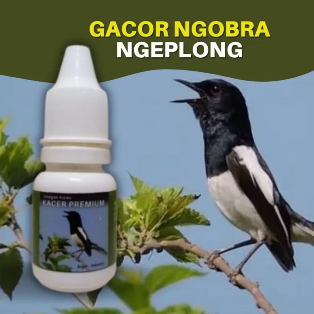Vitamin penggacor burung kacer premium hatian & lomba bikin full gacor ngobra durasi