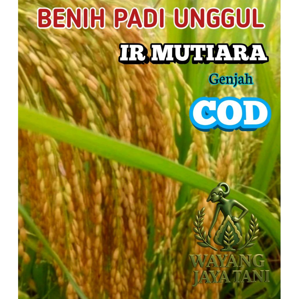 BENIH PADI UNGGUL IR MUTIARA KEMASAN 5KG