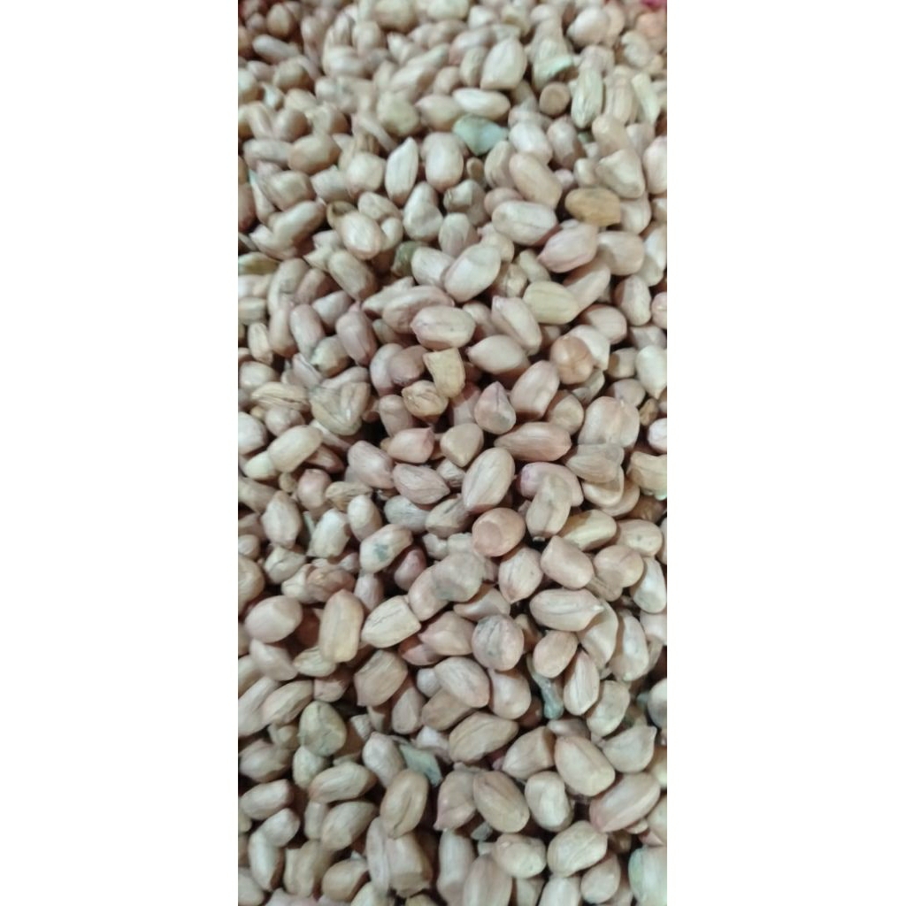 

BIJI KACANG TANAH KUPAS KERING