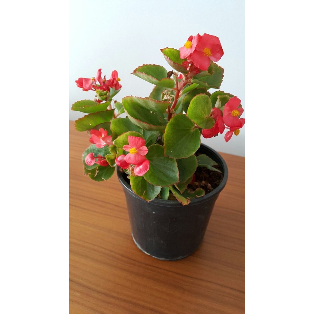 tanaman hias begonia - tanaman hias bunga begonia - begonia bunga
