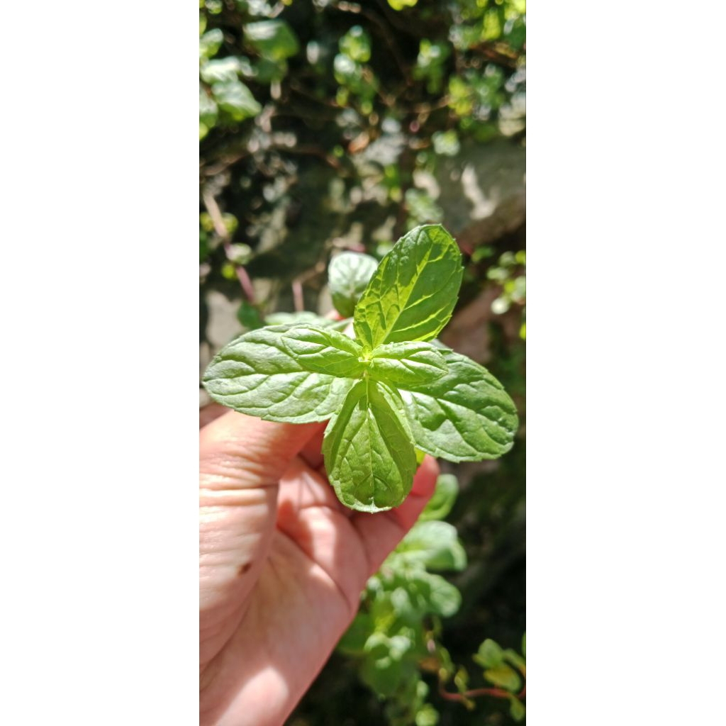 

daun peppermint asli dan segar
