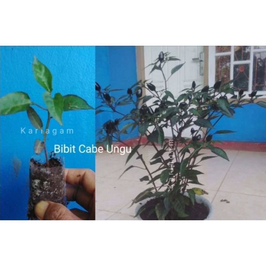 

BIBIT CABE UNGU PERBATANG