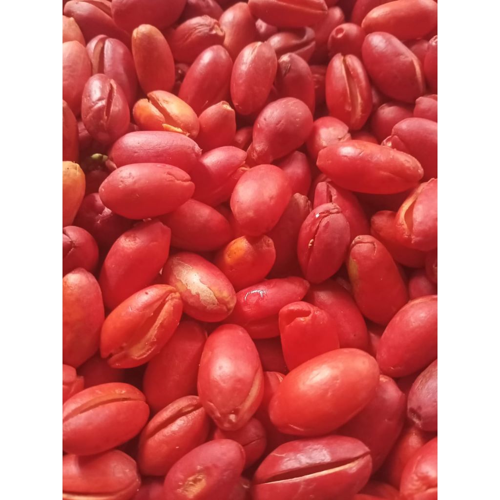 

2KG Kulit Melinjo Fresh Kualitas Super, Tekstur Empuk Saat Di Masak