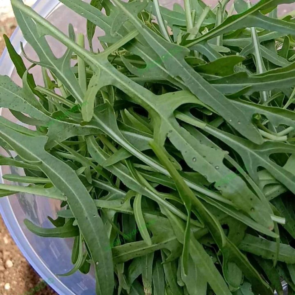 

sayur segar arugula lettuce rocket fresh 100gr