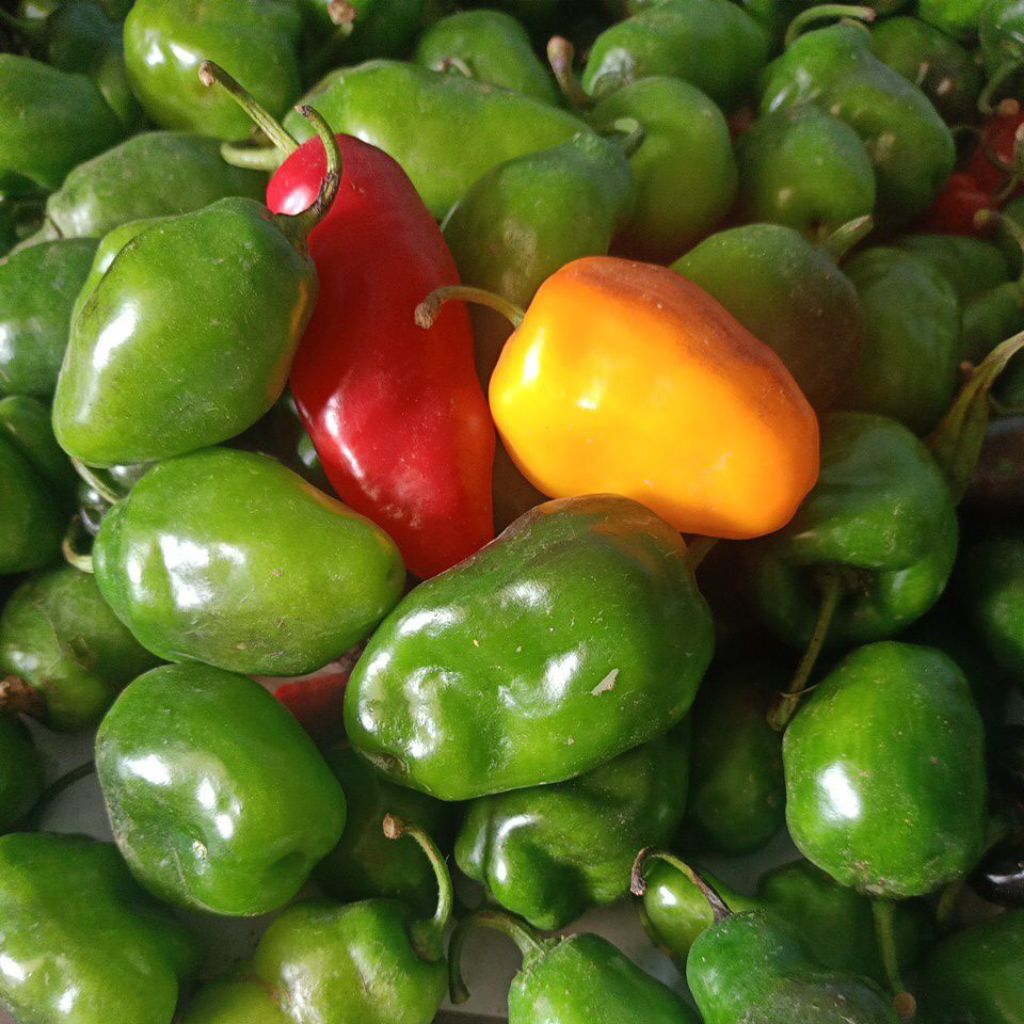 

CABAI GENDOT DIENG FRESH MURAH