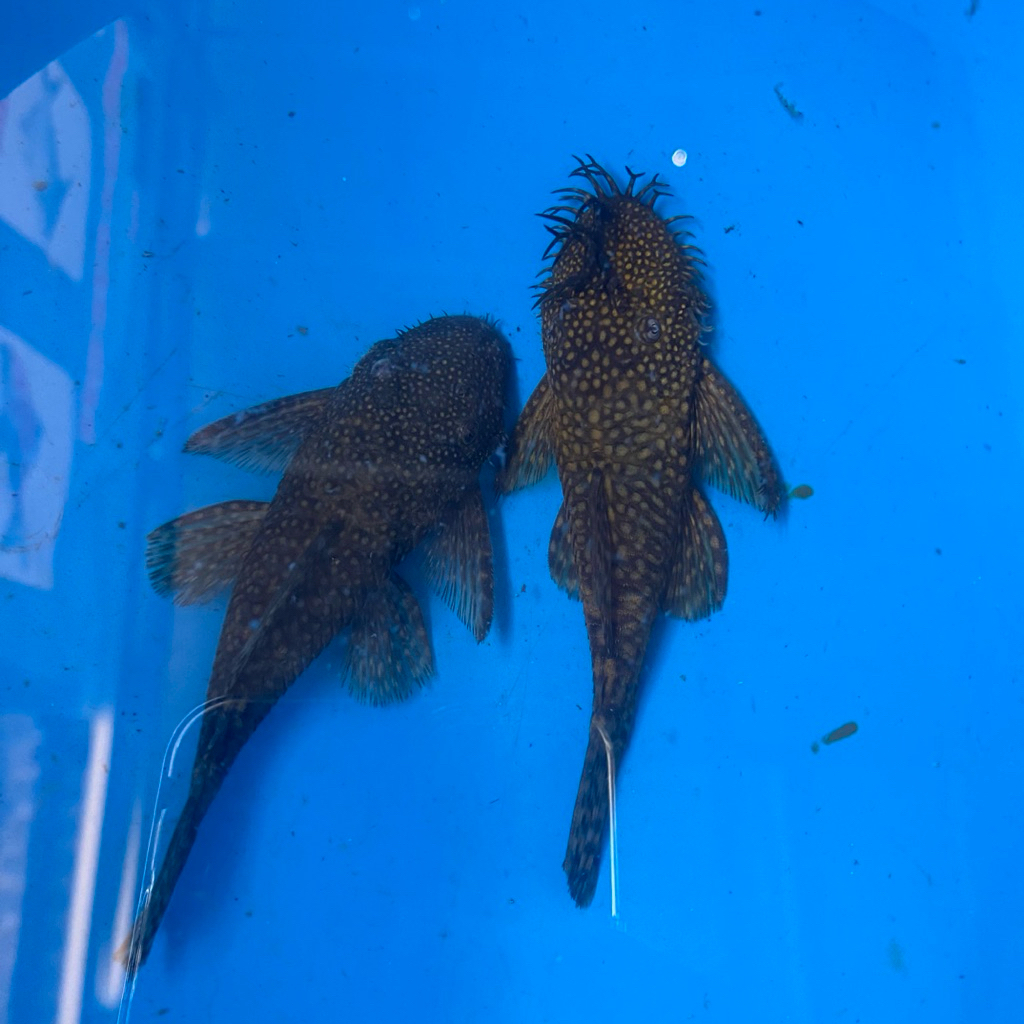 Sapu-Sapu Brasmut / ikan sapu” bertanduk