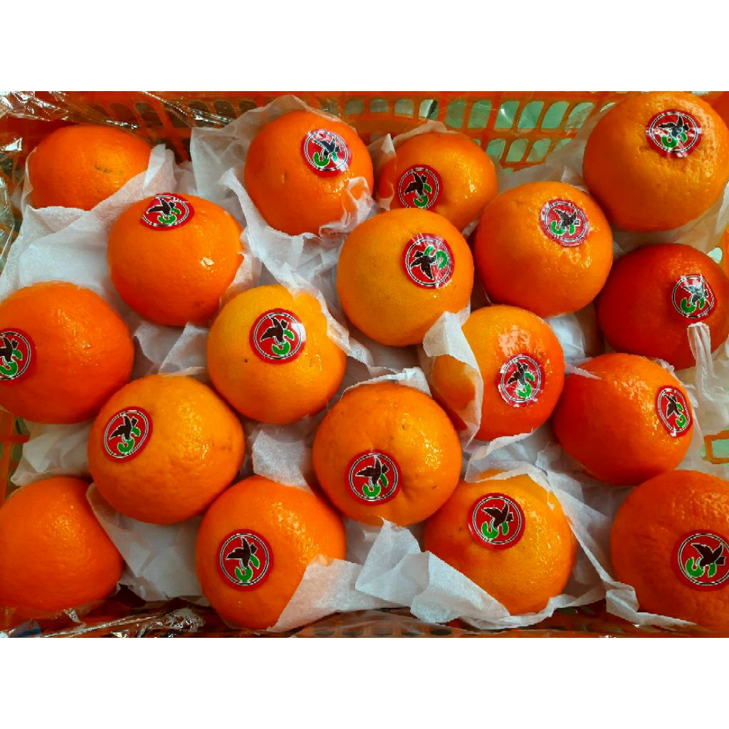 

Buah Jeruk Wogan SK Mr.Fruits (250gr)