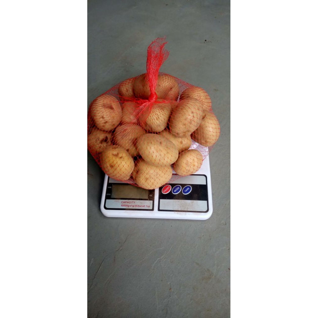 

Forcysn Terlaris No.1 Kentang Segar 1Kg