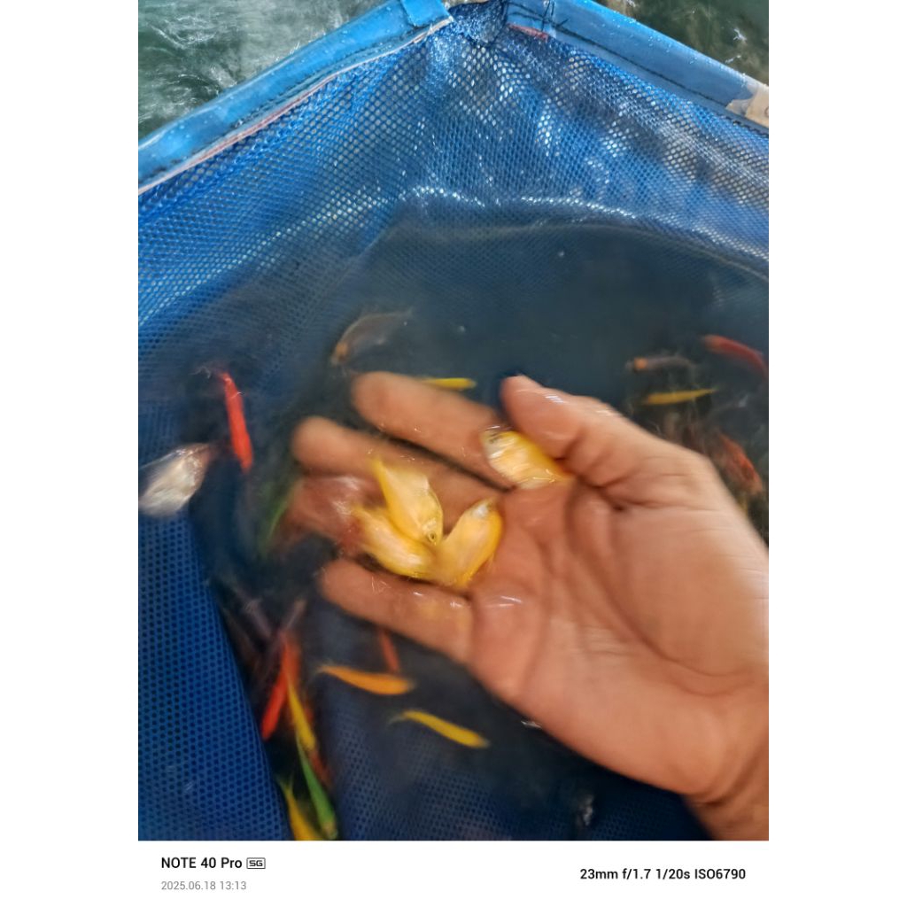 

warna full glofhiss isi 10 full warna