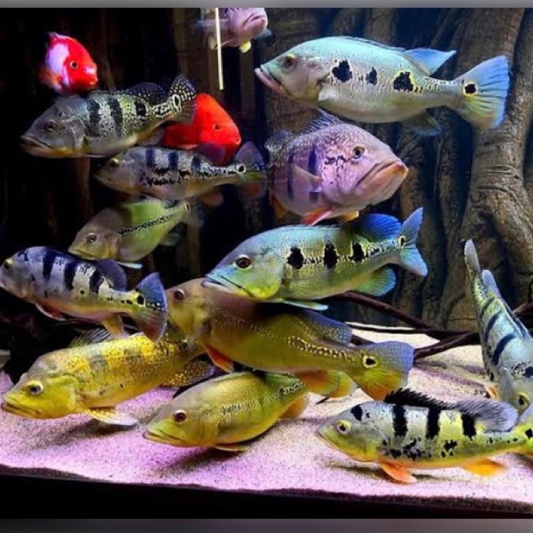 KODE F85E IKAN HIAS PBASS MONO AZUL KELBERY ORINOCO XINGU IKAN HIAS PREDATOR AQUARIUM