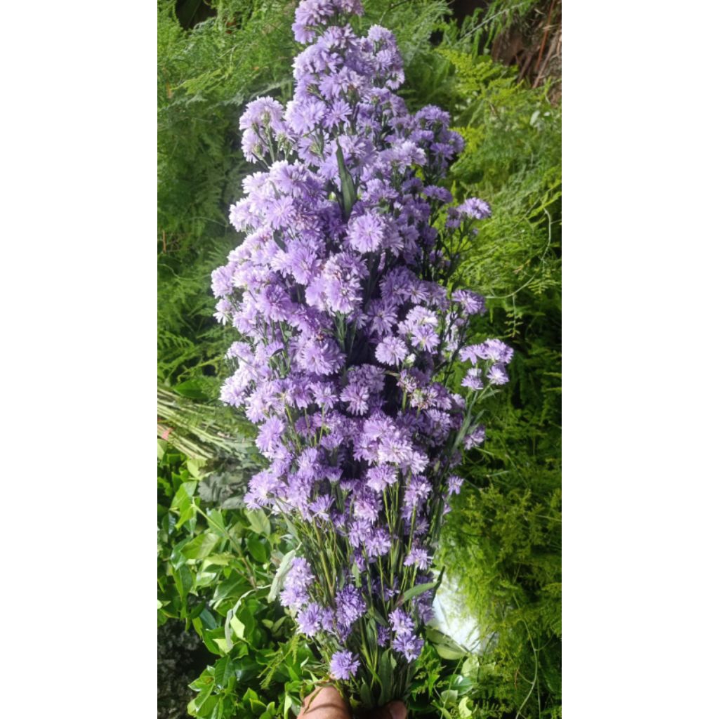 Bunga pikok segar ( bunga dekorasi )