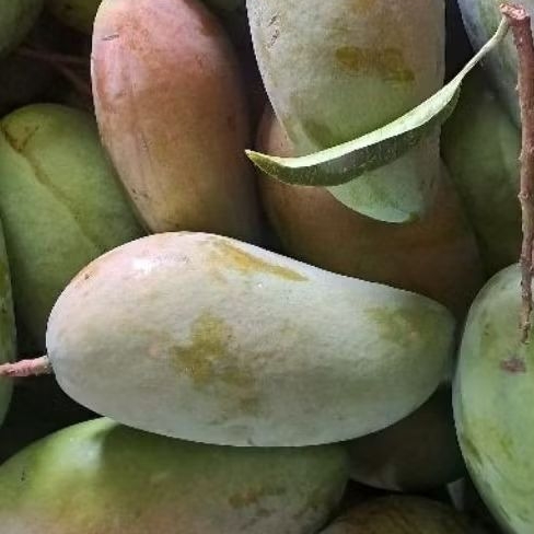 

BUAH MANGGA KIOJAY MATANG POHON 2;KG GROSIR