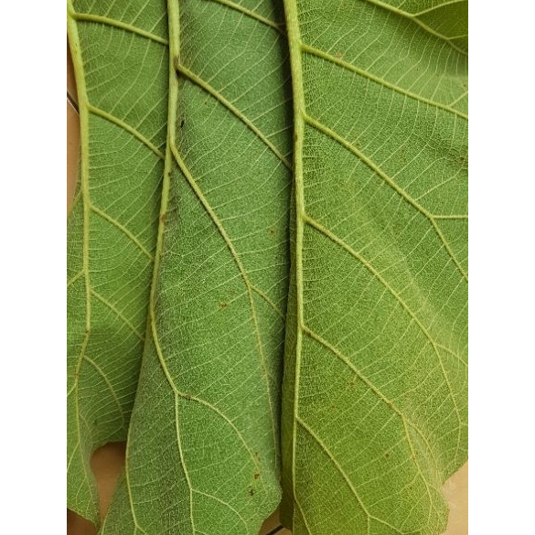 

Daun Jati Segar Untuk Pembungkus Makanan