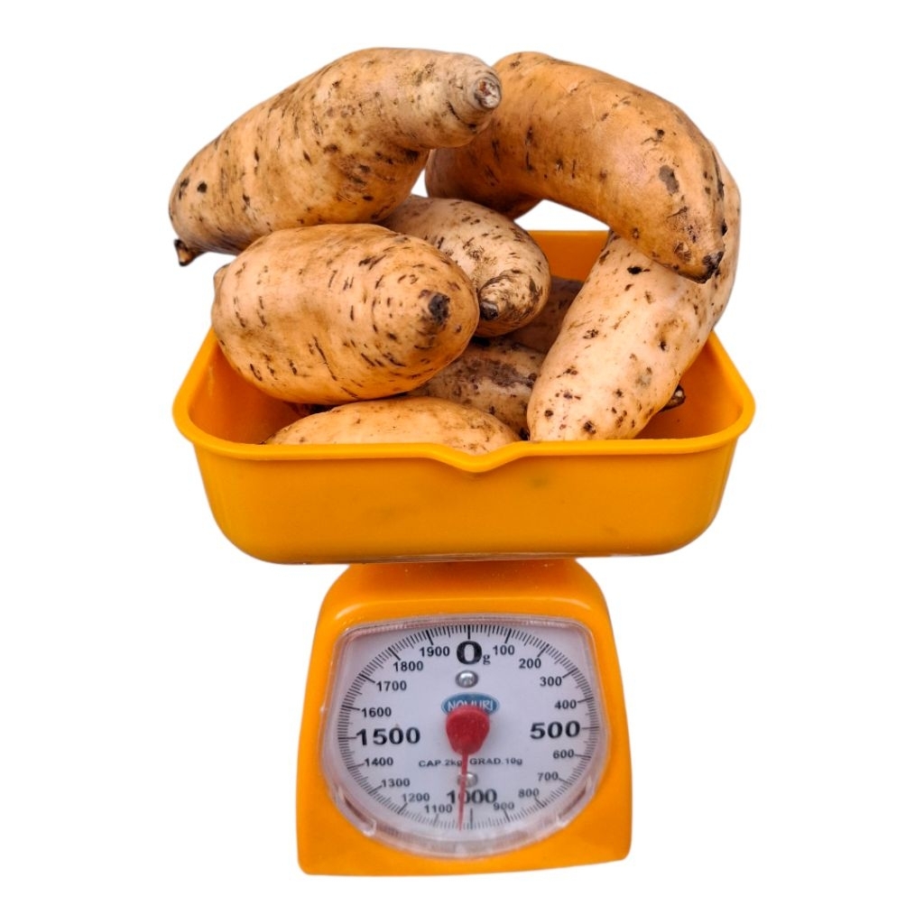 

ubi cilembu madu kualitas super ukuran 1kg isi 6-7 buah