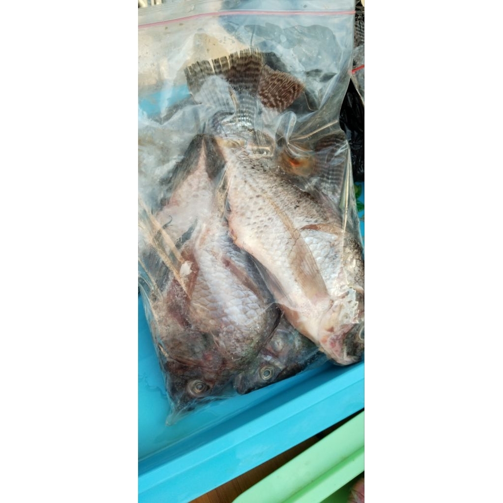 

IKAN MUJAER ISI 3 & isi 8 Fresh Tambak