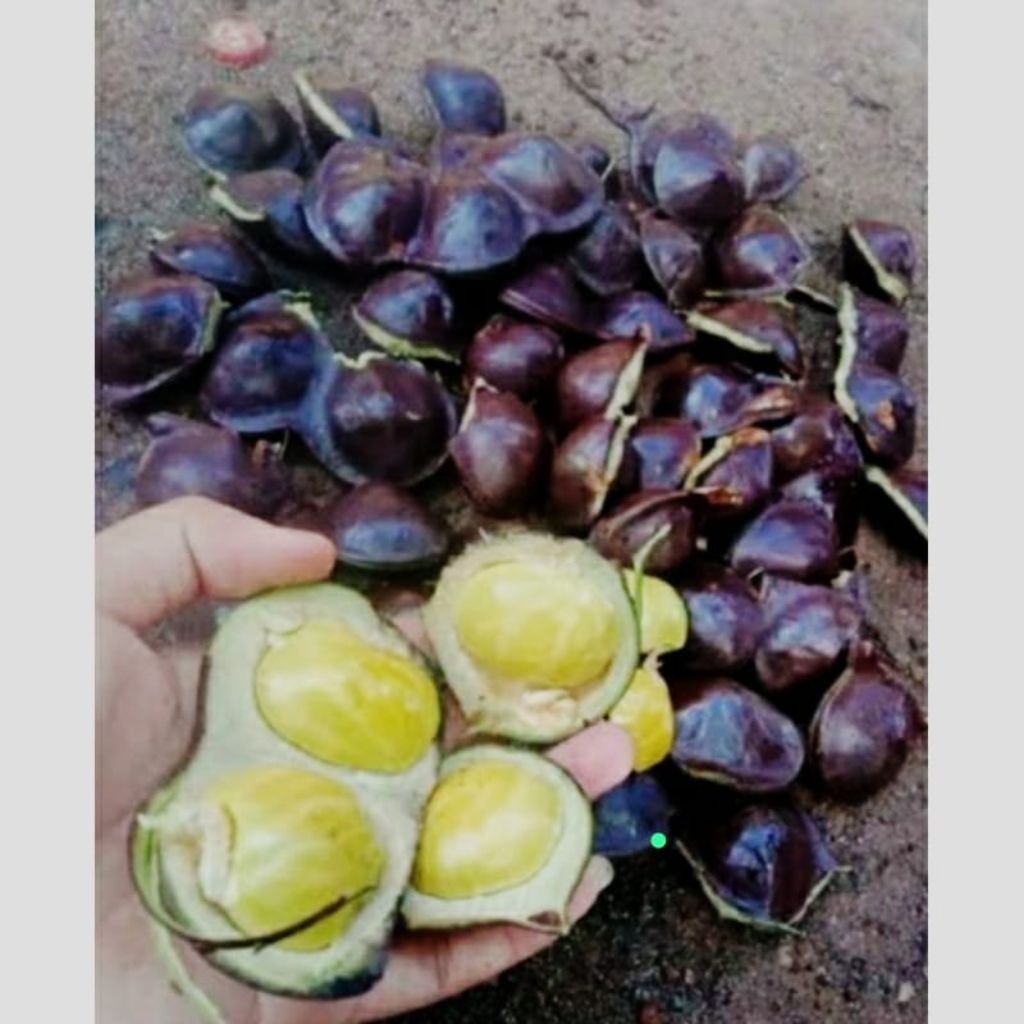 

Buah Jengkol Muda Lalapan / Jengkol Muda Segar 1kg Baru Di Petik