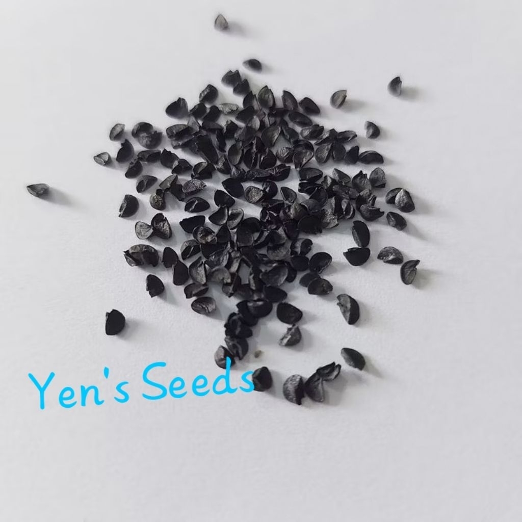 Benih Daun Bawang Blaze / Scallion (100 Butir )