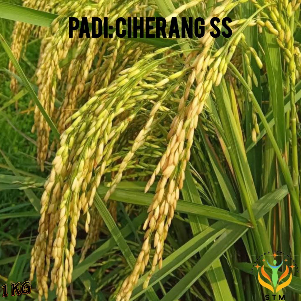 Bibit Padi CIHERANG SS Kualitas Unggul 1kg