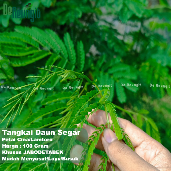 

Tangkai Dan Pucuk Muda Palending Lamtoro Petai Cina Pete Mlandingan 100 Gram
