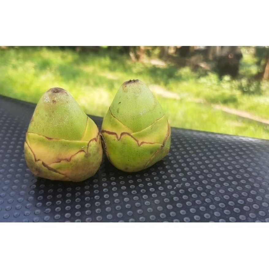 

tembuluk kelapa/bakak kelapa /pentil kelapa 10 biji
