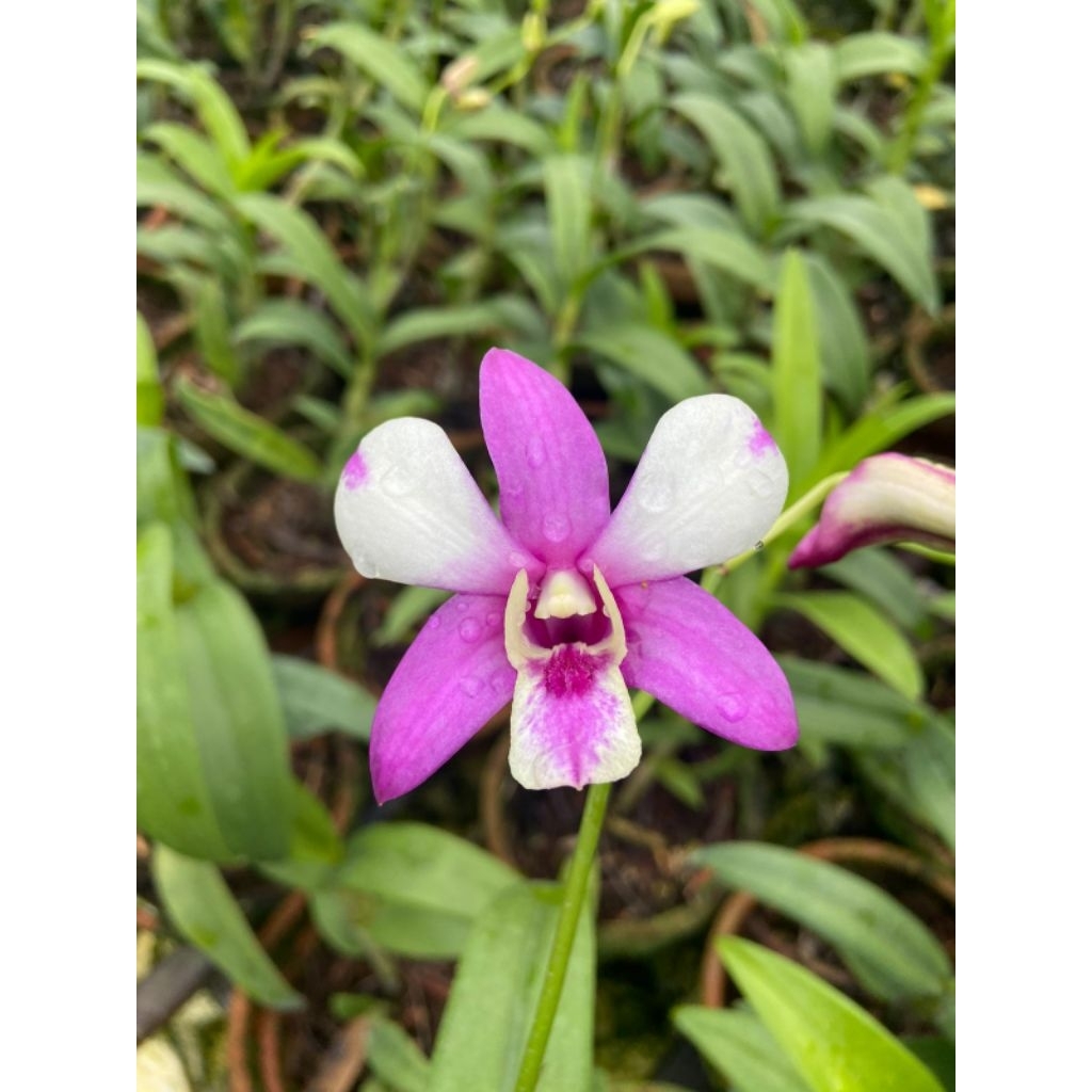 Anggrek Dendrobium SAVIN TOTONE 3LIPS