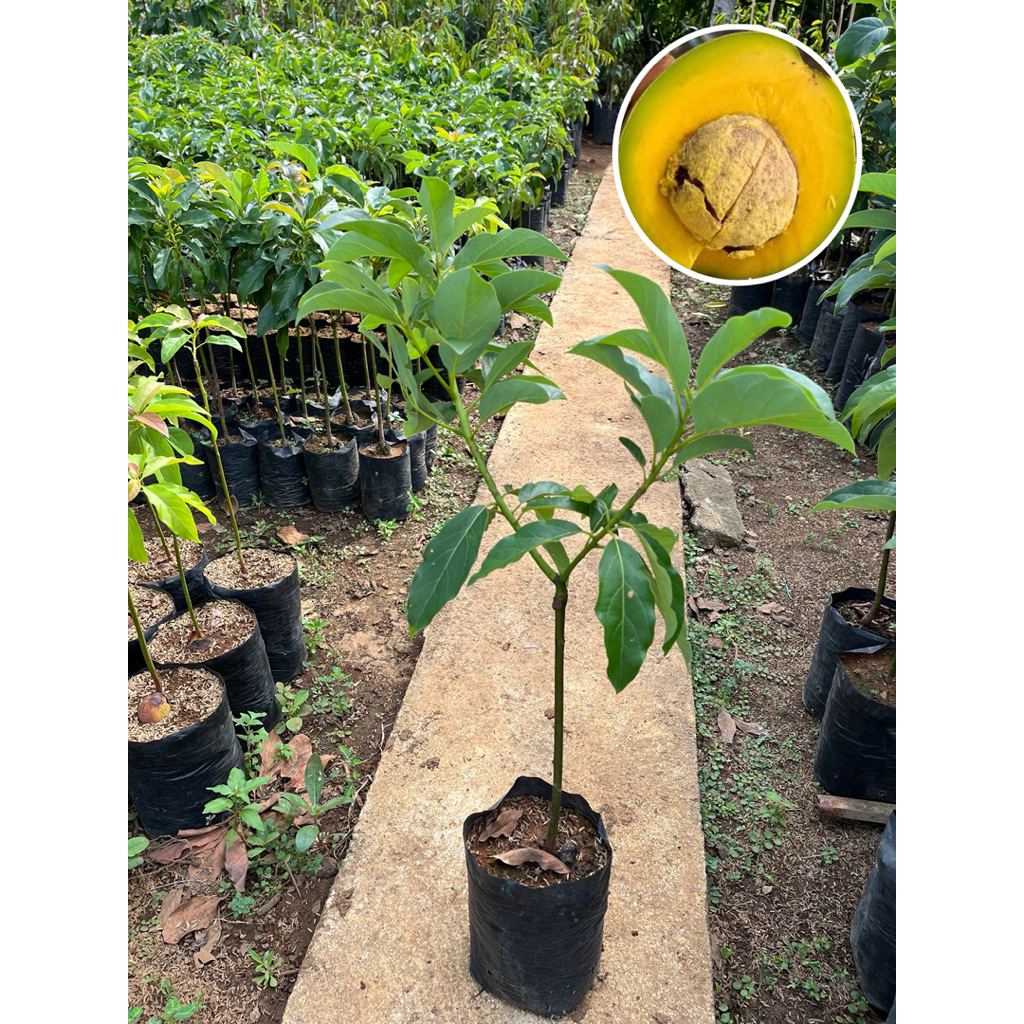 Bibit Alpukat Mentega jumbo/miki depok-aligator