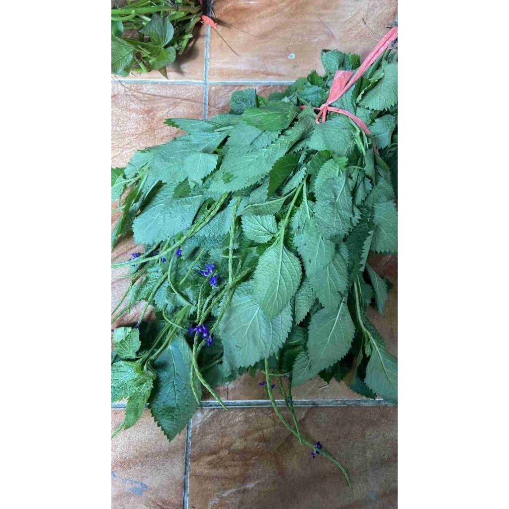 

1 KG Daun Pecut Kuda / Jarong Segar – Herbal Alami untuk Kesehatan & Pengobatan Tradisional