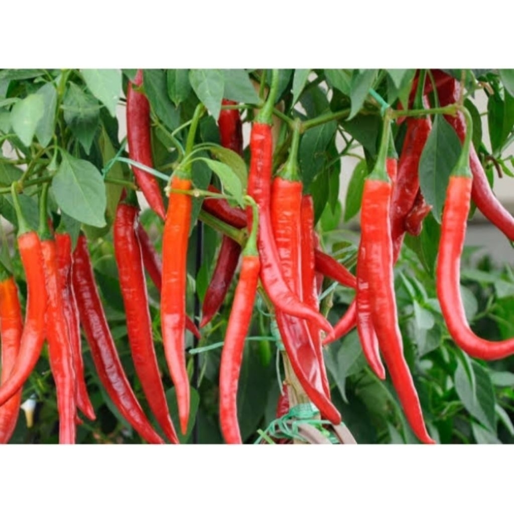 

Cabai Merah Besar (Fresh)