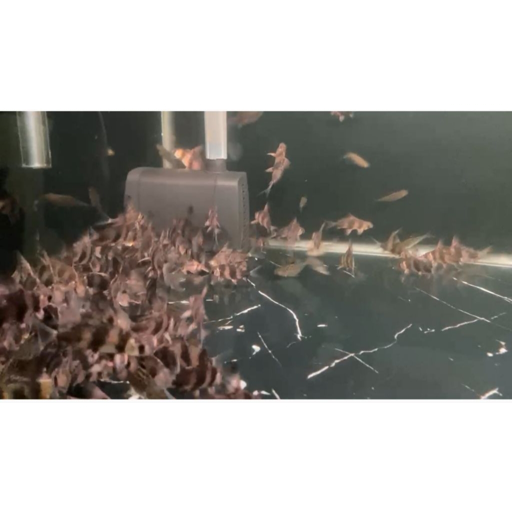 

stiker dan gambar Chf