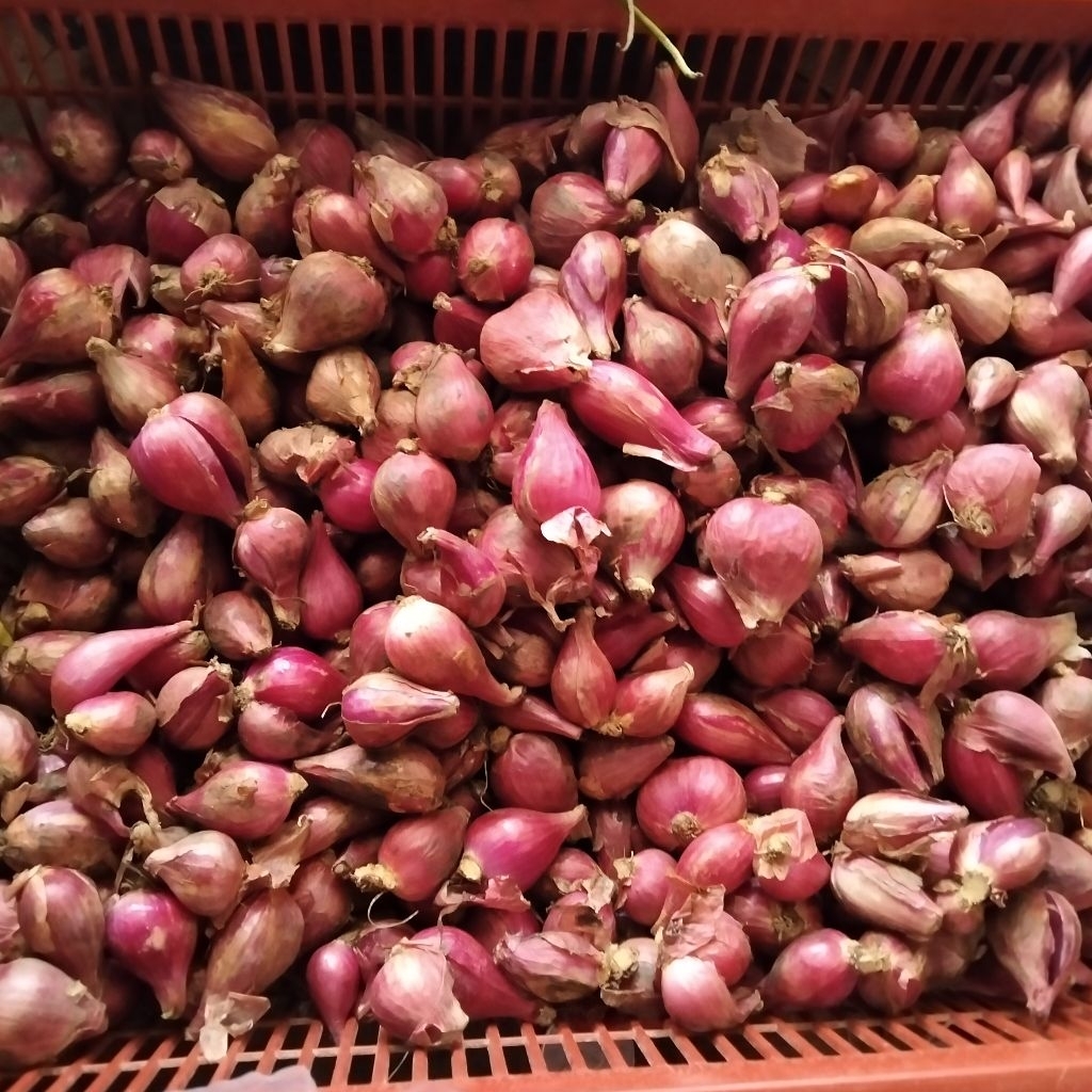 

bawang merah