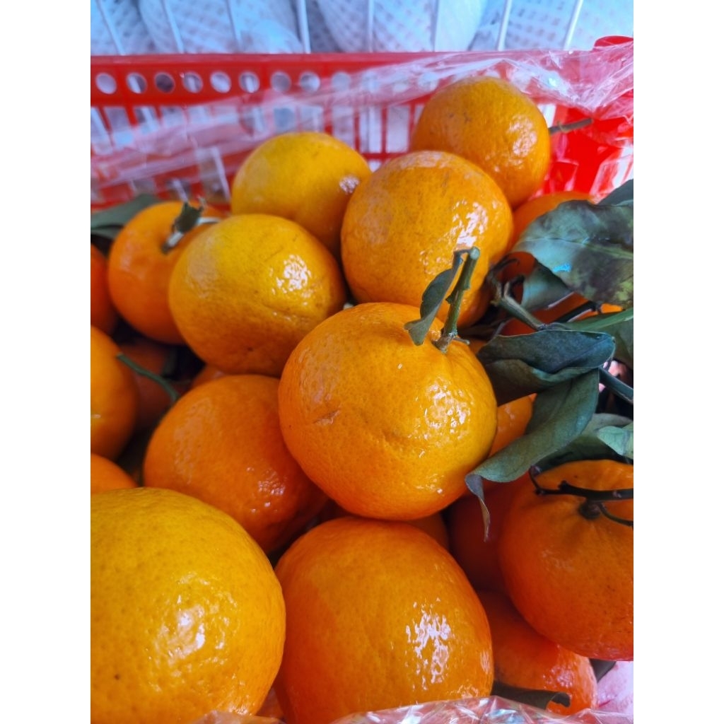 

Jeruk Wokam Manis 500gr