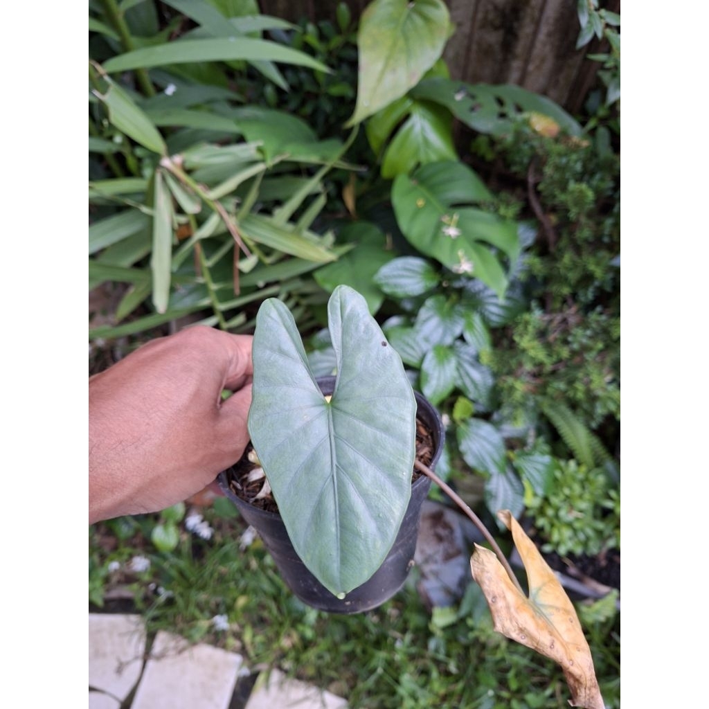 alocasia sp kalsel blue dan alocasia watsoniana dof small