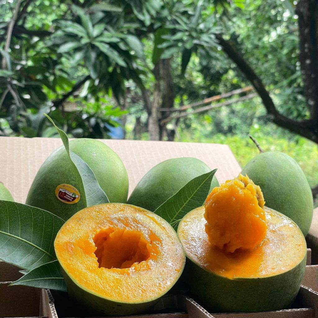 

Mangga Alpukat 1 dus 5kg | Asli Mangga clonal Bangil Pasuruan