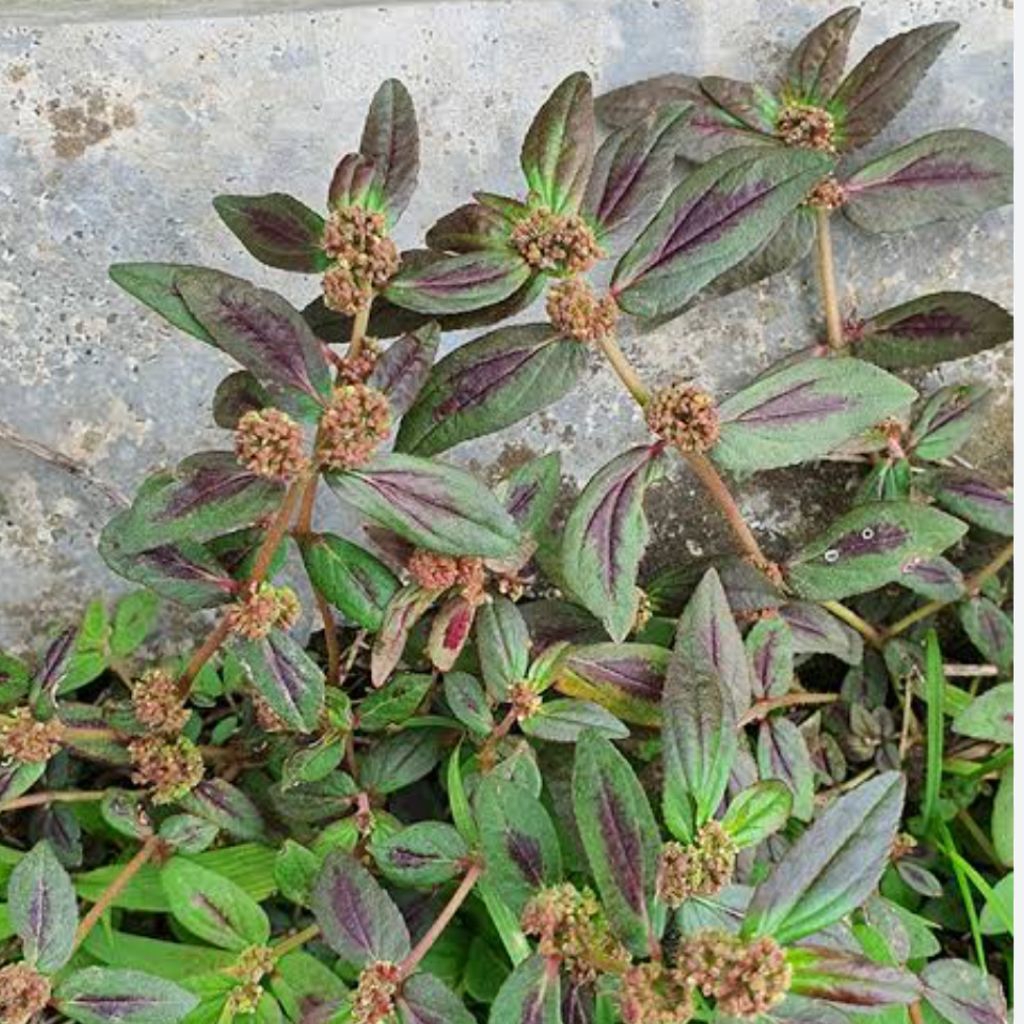 

Daun Patikan kebo segar per 500 gram