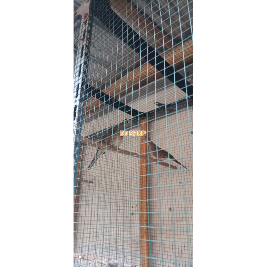 Sepasang Perkutut Bangkok Prospek