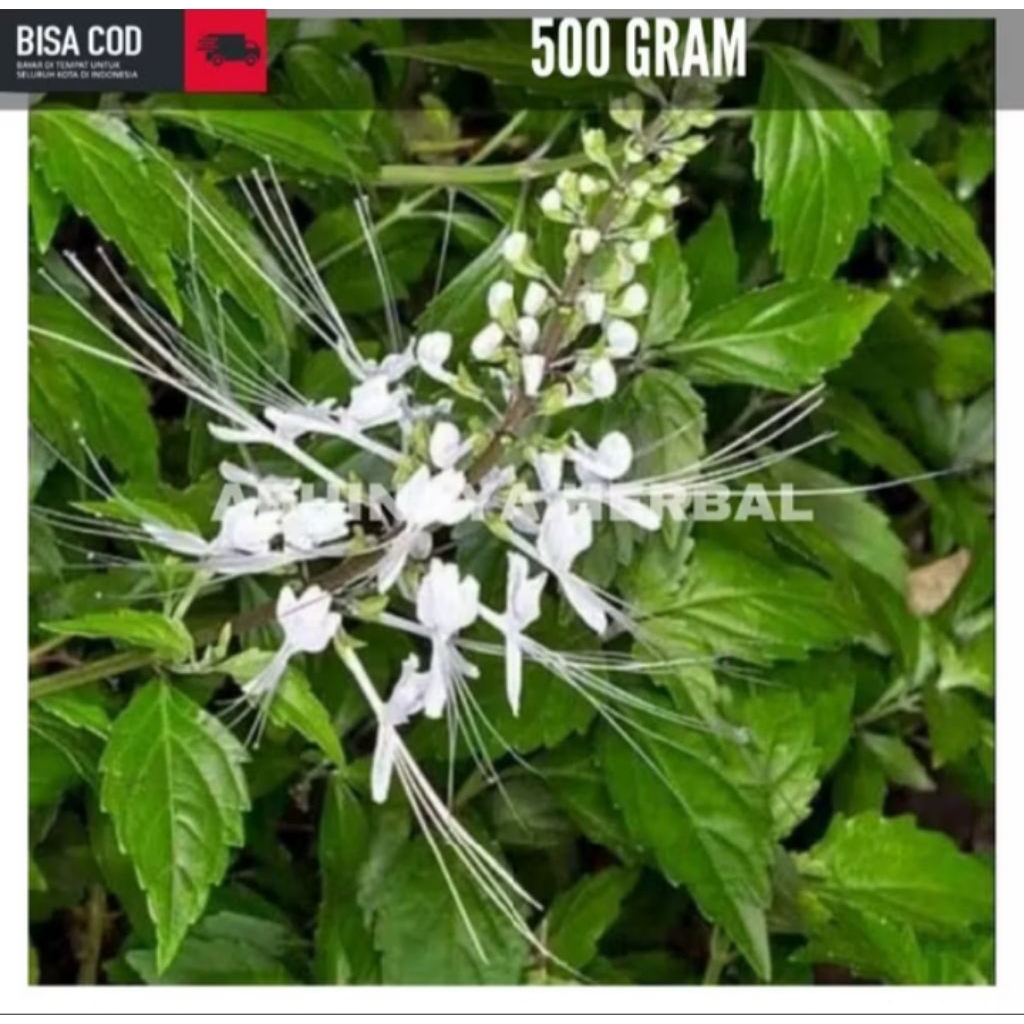 

daun kumis kucing segar 500gram