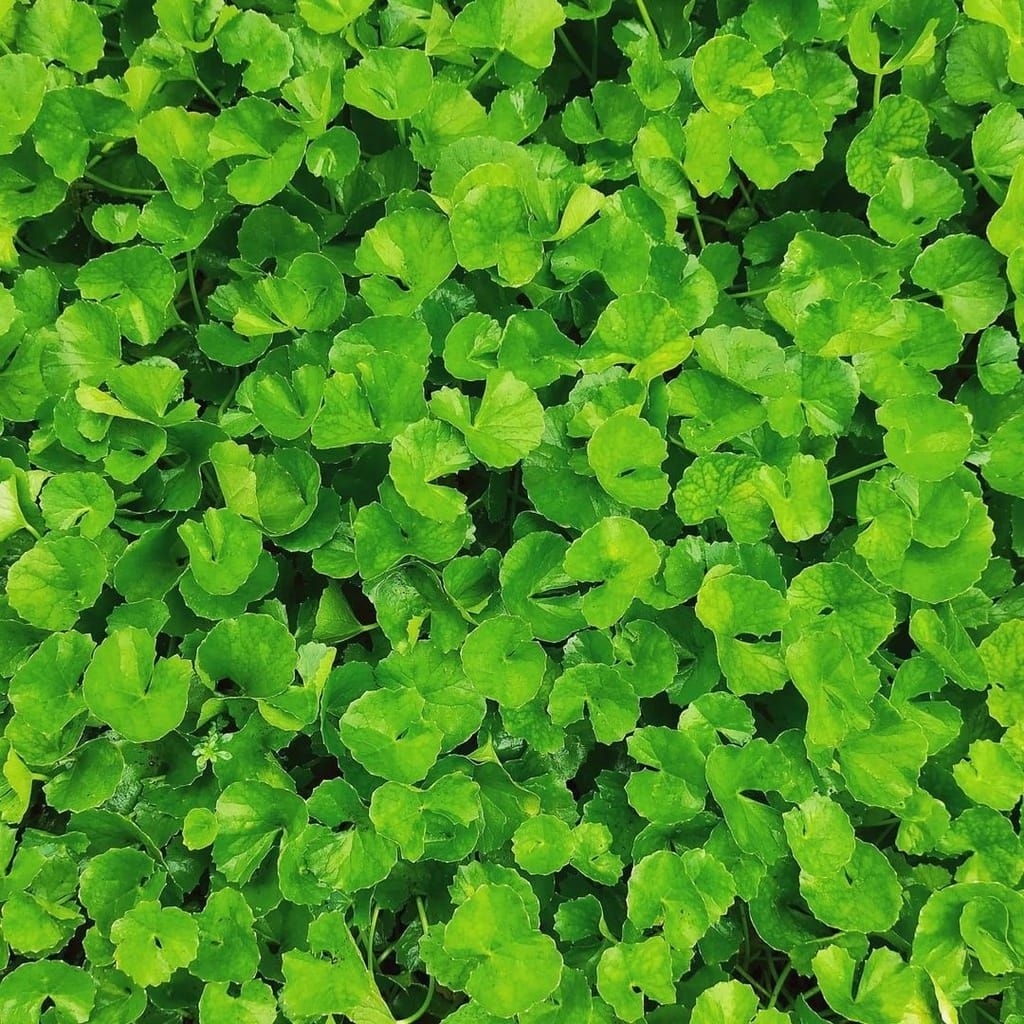 

Daun Pegagan segar dan press baru di petik obat herbal tradisional per satu ikat berkualitas