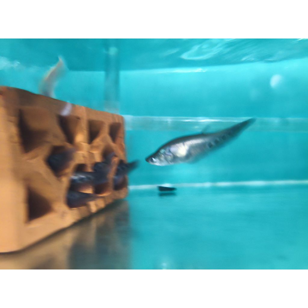 Hiasan aquarium belida bangkok baby  hias